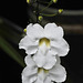 20120904-5409 Thunbergia grandiflora (Roxb. ex Rottl.) Roxb.