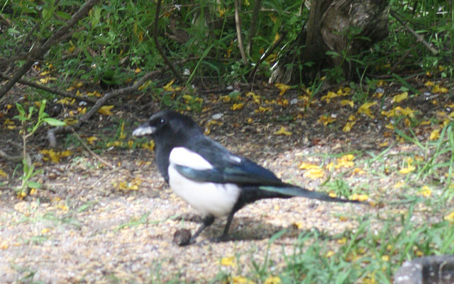 Magpie (Pica pica) 08