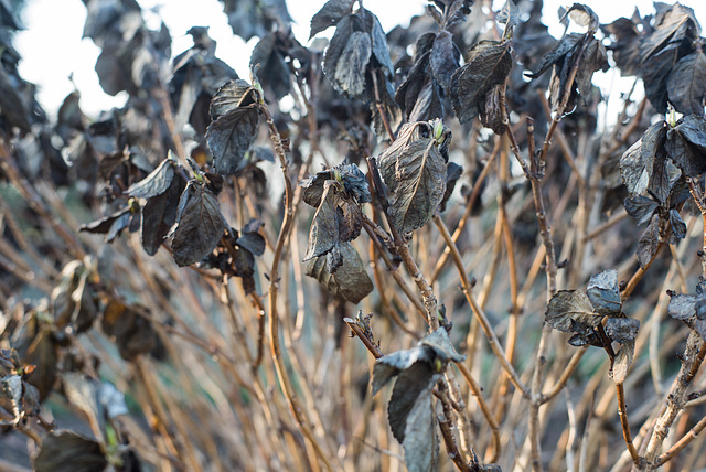 Dry hydrangea