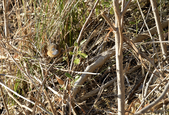 Male Emu Wren