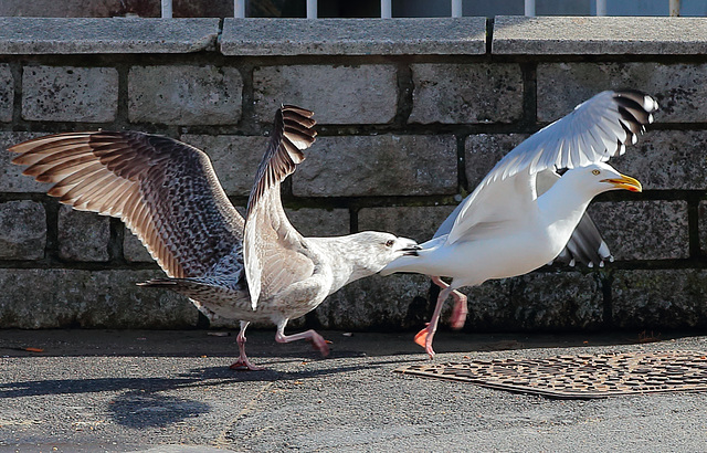 Naughty baby tail-grabs mother herring gull Naughty baby tail-grabs mother herring gull