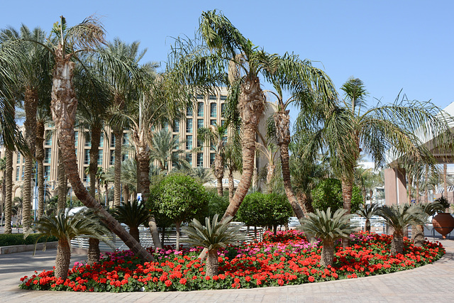 Israel, Eilat, Palm Grove and Flower Bed