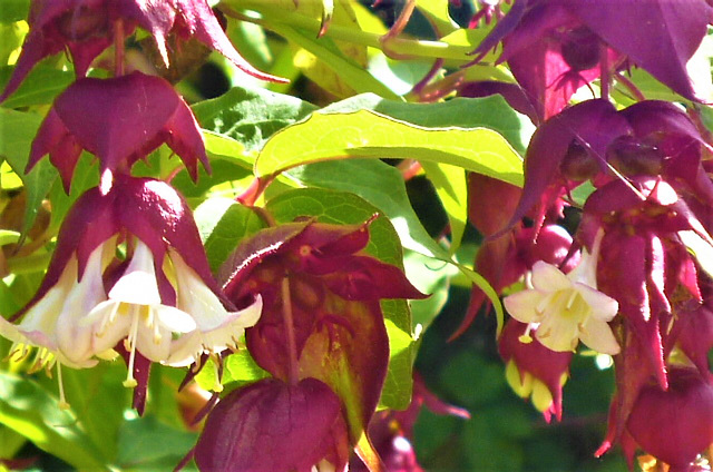 I love the way there are plants with two totally different coloured blooms