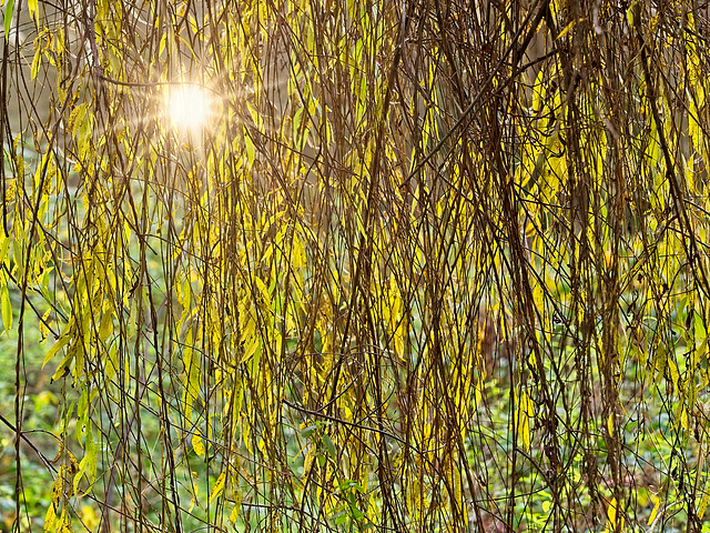 Underneath the Weeping Willow Tree