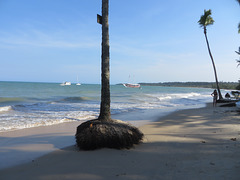 Praia dos Coqueiros-Trancoso-Bahia-Brasil