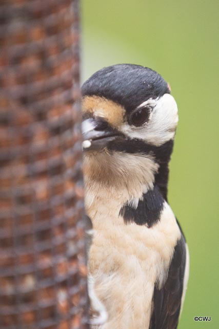 Woodpecker slowly destroying a peanut feeder!