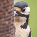 Woodpecker slowly destroying a peanut feeder!