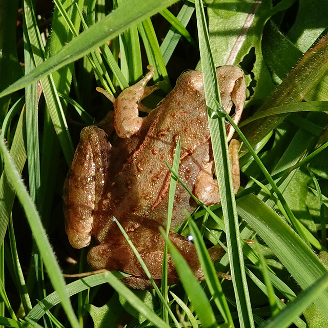 Grasfrosch