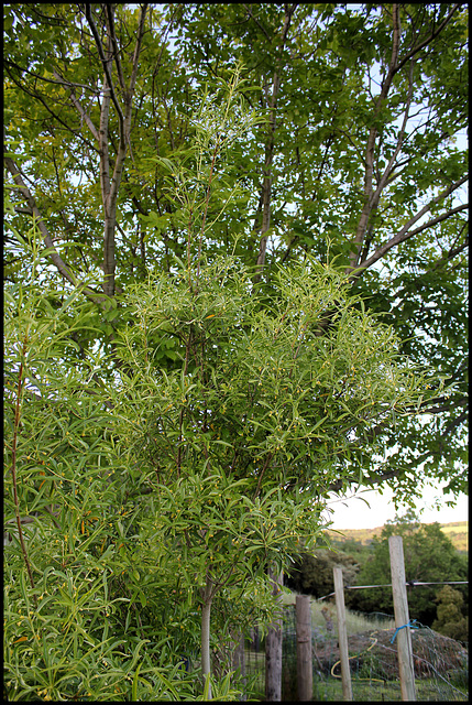 Pittosporum heterophyllum