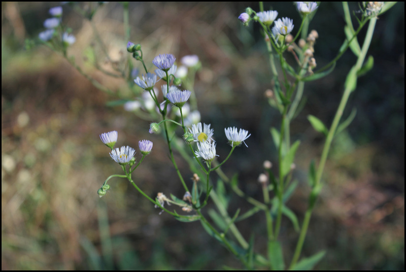 Erigeron annuus (4)