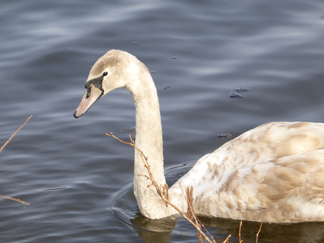 junger Schwan