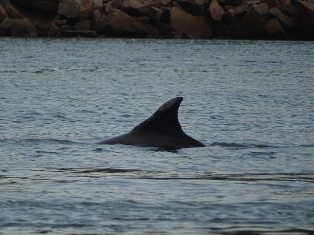 DSC04974 - boto-da-tainha Tursiops truncatus gephyreus, Cetaceae