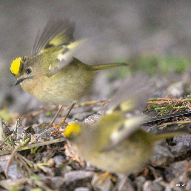 Goldcrest performing in front of a mirror