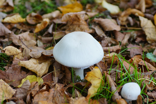 Champignon oder Gift-Champignon?