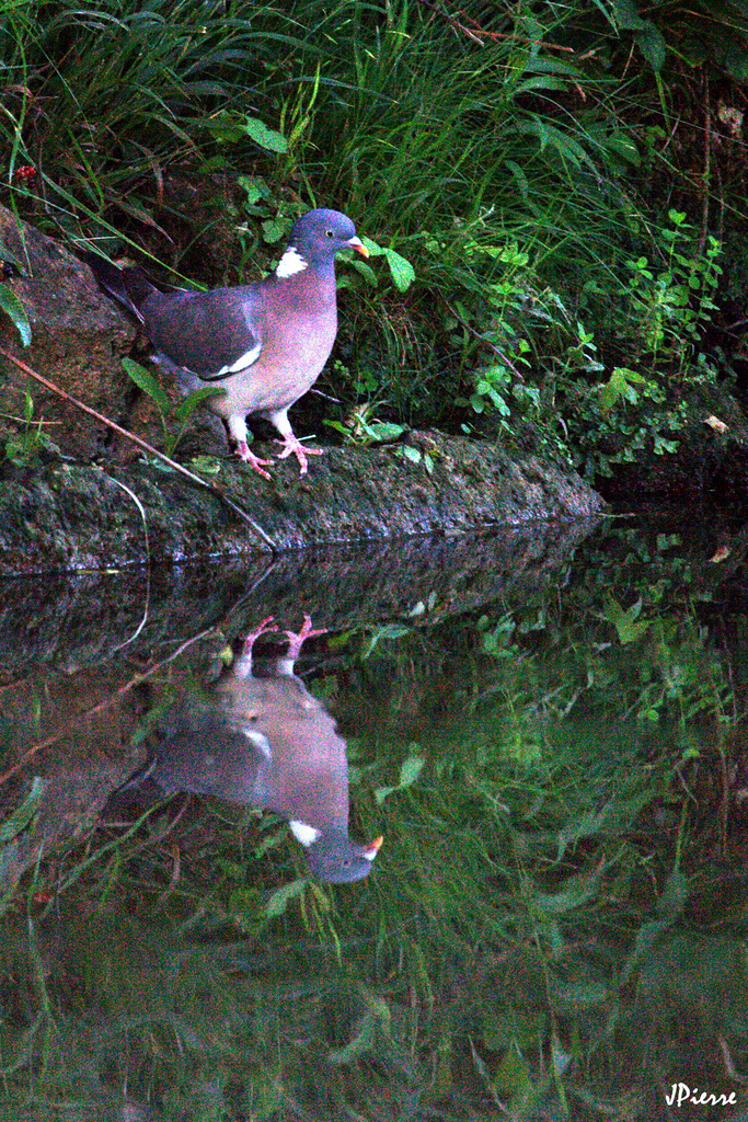 Pigeon au bistrot.