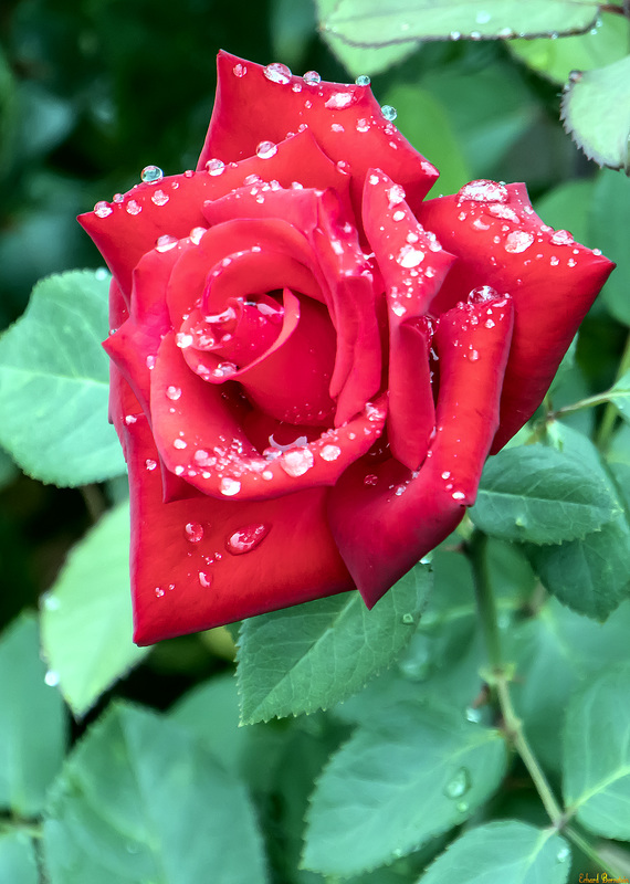 Nach dem Regen