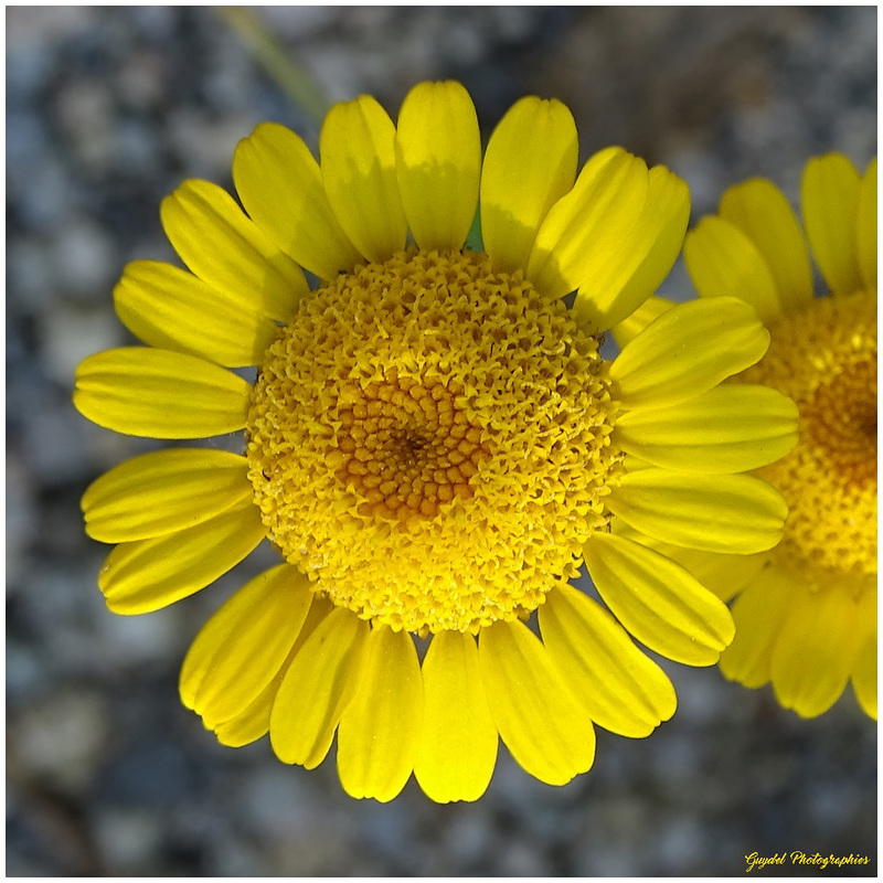 Petit Soleil ! ( Cota Tinctoria )