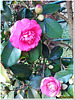 Fence behind Camellia - HFF