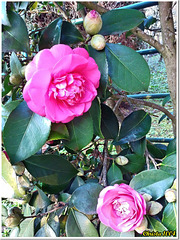 Fence behind Camellia - HFF