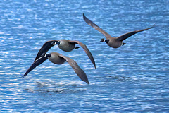 Canada geese flying in formation BIF Canada geese flying in formation BIF