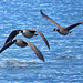 Canada geese flying in formation BIF