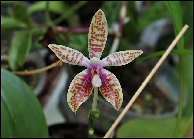 Phalaenopsis corningiana (1)
