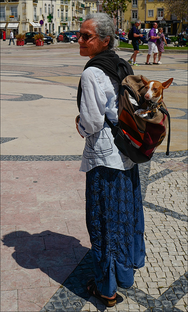 A vida de cão já não é o que era...