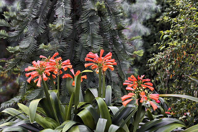 Natal Lilies – Brooklyn Botanic Garden, New York, New York