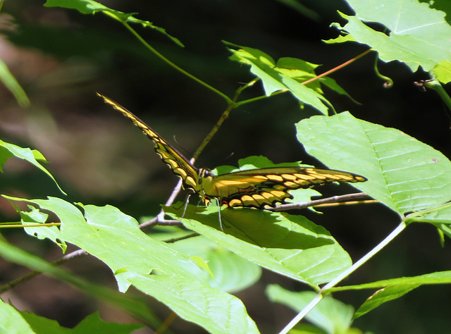 Canadian Tiger Swallowtail (Papilio canadensis)