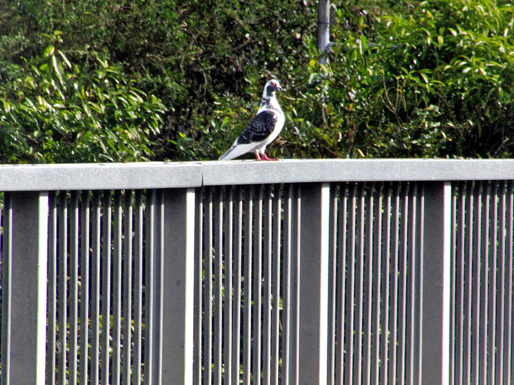 Perching Pigeon.