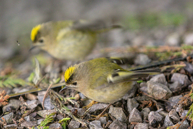 Goldcrest performing in front of a mirror