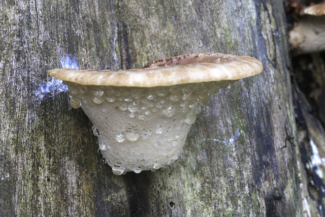 Dryad's Saddle