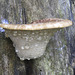 Dryad's Saddle