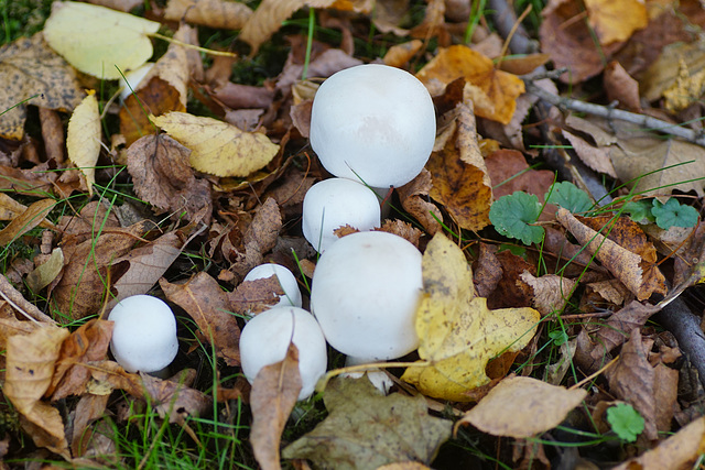 Champignon oder Gift-Champignon? II