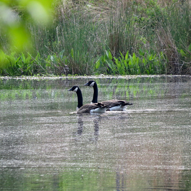 Canada geese on pond