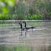 Canada geese on pond