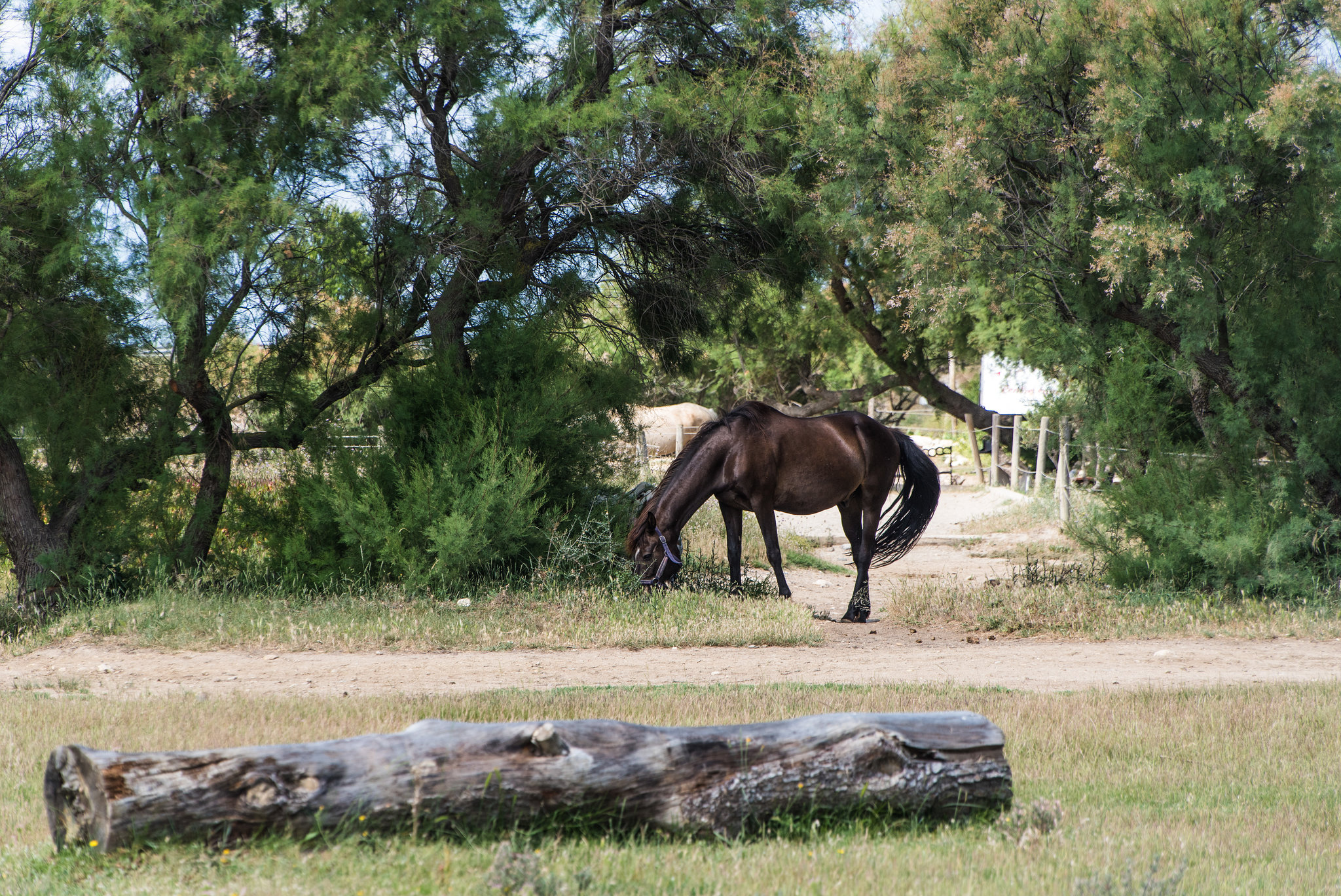 Centre équestre L'Equus Caballus Fr 11 Leucate  ( + 7 notes )