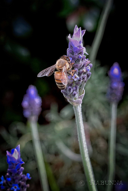 Bee on lavender