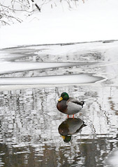 Winter pond with duck 20230123 113654