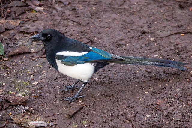 Magpie