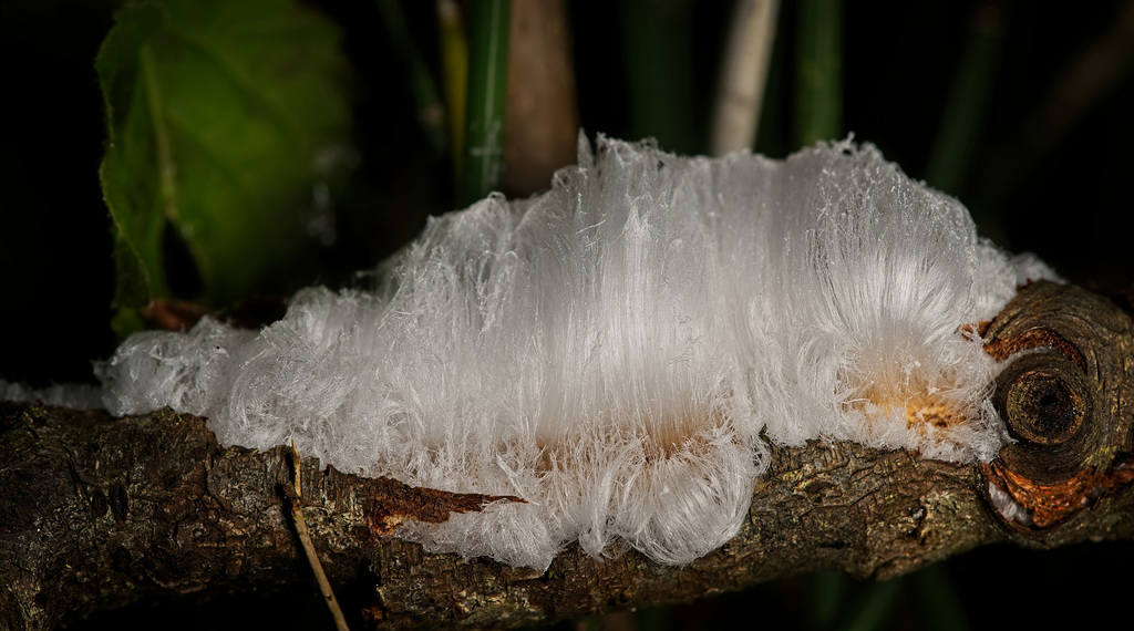 Haareis - ein seltenes und bizarres Naturphänomen :)) Hair ice - a rare and bizarre natural phenomenon :)) La glace capillaire - un phénomène naturel rare et bizarre :))
