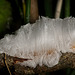 Haareis - ein seltenes und bizarres Naturphänomen :)) Hair ice - a rare and bizarre natural phenomenon :)) La glace capillaire - un phénomène naturel rare et bizarre :))