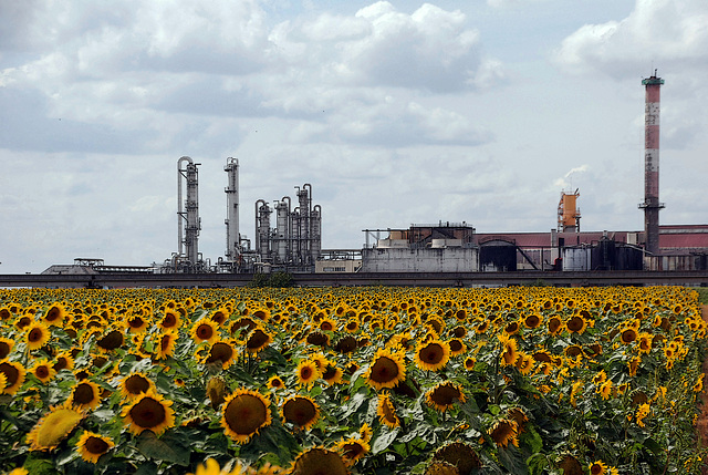 Pas pour nourrir la population mais pour être transformé en biocarburant à l'éthanol