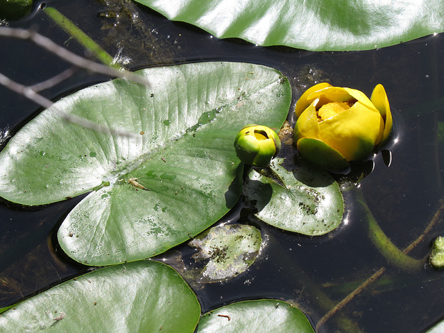 Yellow pond-lily