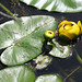 Yellow pond-lily