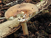 20170923 2977CPw [D~MI] Rotbrauner Streifling (Amanita fulva), Großes Torfmoor, Hille