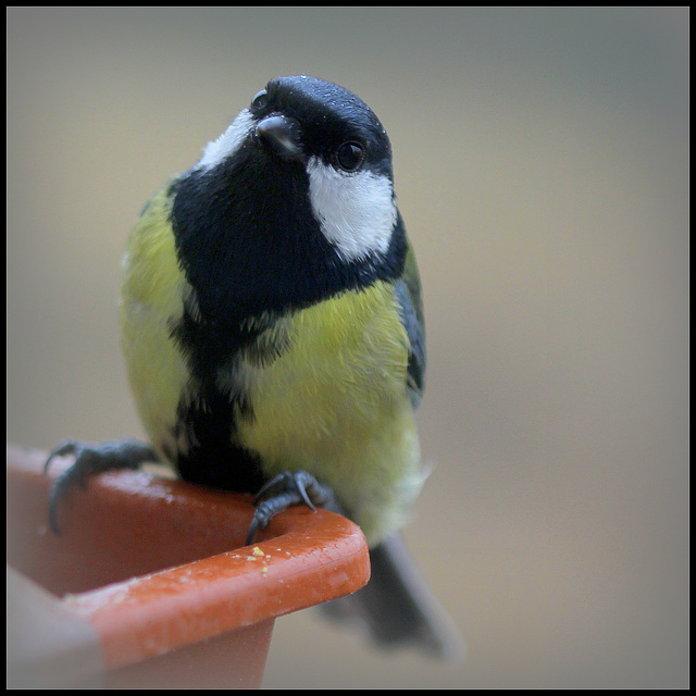 Charbonnière pensive