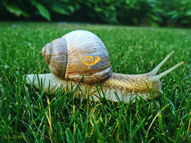 Postschnecke