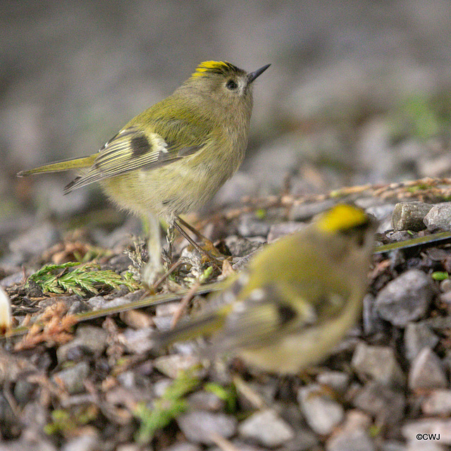 Goldcrest performing in front of a mirror