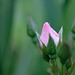 DSCF0420